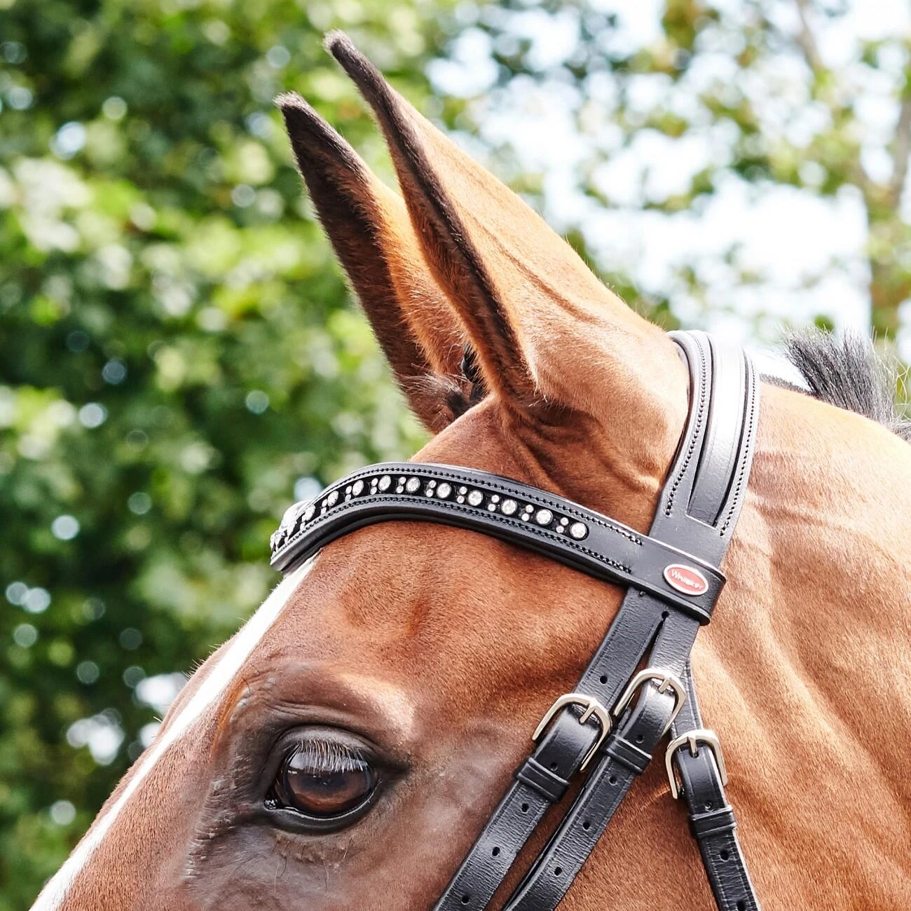 Lynton Flash Bridle With X2 Browbands - Image 4