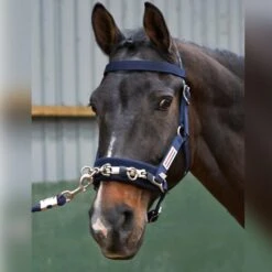 JOHN WHITAKER LUNGE CAVESSON