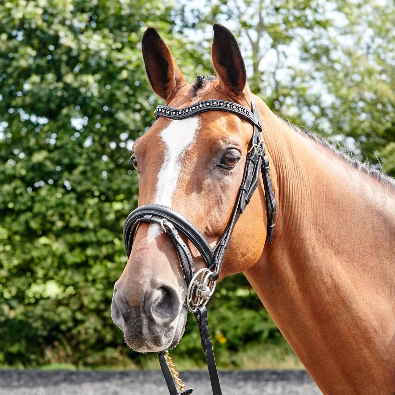 Lynton Flash Bridle With X2 Browbands - Image 3